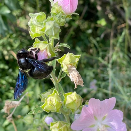 Carpenter bee: Animal in nature in the NatureSpots App