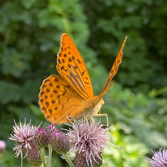 Argynnis paphia: Animal in habitat Park in the NatureSpots App