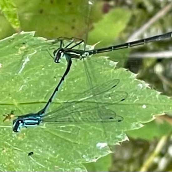 Hufeisen-Azurjungfer: Tier im Habitat Park in der NatureSpots App