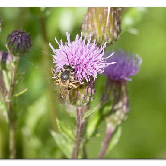 Andrena dorsata: Animal in habitat Natural Meadow in the NatureSpots App