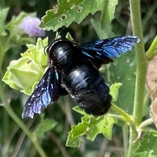 Holzbienen: Tier im Habitat Garten in der NatureSpots App