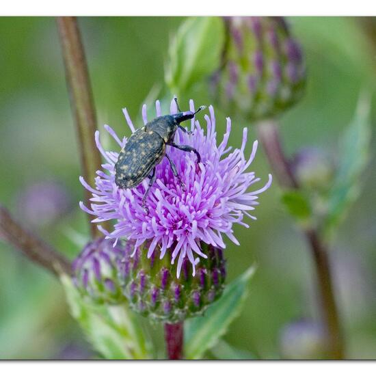 Larinus turbinatus: Animal in habitat Natural Meadow in the NatureSpots App