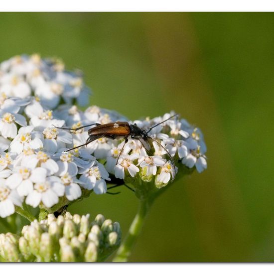 Stenurella melanura: Animal in habitat Natural Meadow in the NatureSpots App