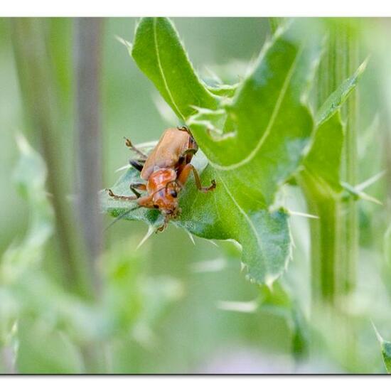 Cantharis livida: Animal in habitat Natural Meadow in the NatureSpots App