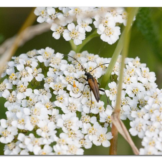 Stenurella melanura: Animal in habitat Natural Meadow in the NatureSpots App