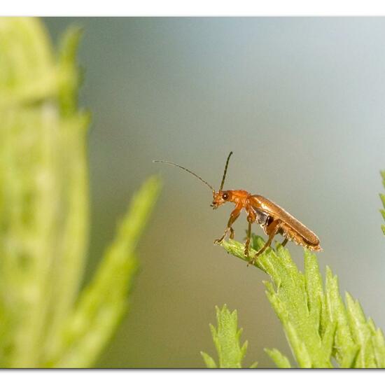 Cantharis livida: Animal in habitat Natural Meadow in the NatureSpots App