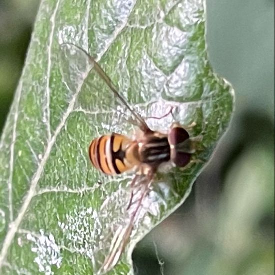 Syrphidae: Animal in habitat Park in the NatureSpots App