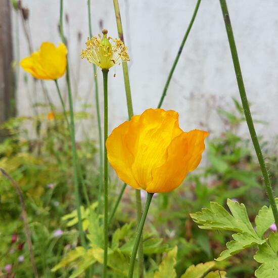 Kalifornischer Mohn: Pflanze im Habitat Hinterhof in der NatureSpots App