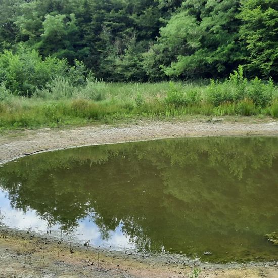 Landscape: Freshwater in habitat Pond in the NatureSpots App