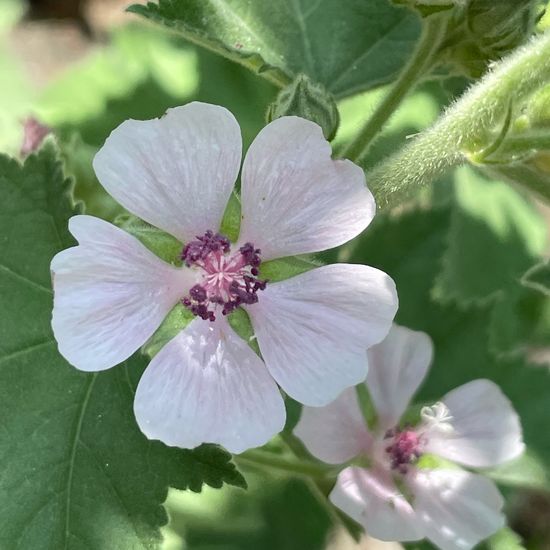 Althaea officinalis: Plant in habitat Garden in the NatureSpots App