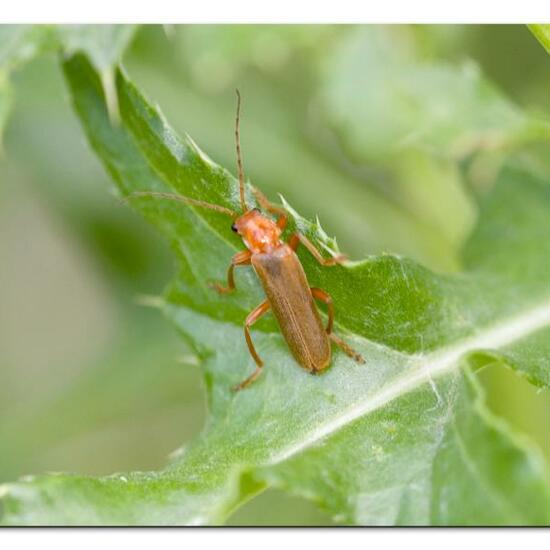 Cantharis livida: Animal in habitat Natural Meadow in the NatureSpots App