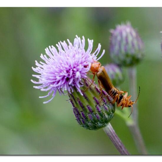 Larinus turbinatus: Animal in habitat Natural Meadow in the NatureSpots App