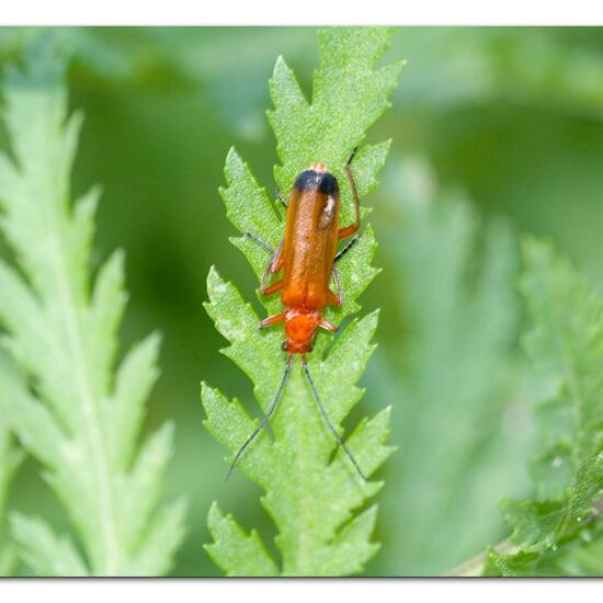 Common red soldier beetle: Animal in habitat Natural Meadow in the NatureSpots App