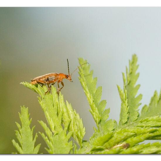 Cantharis livida: Tier im Habitat Naturnahe Wiese in der NatureSpots App