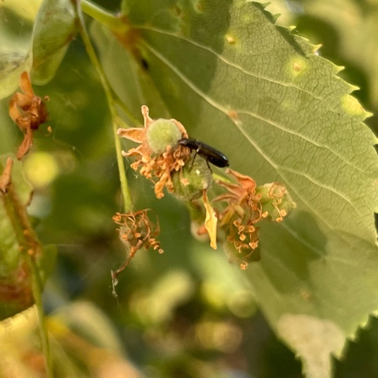 Tilia cordata: Plant in habitat Park in the NatureSpots App