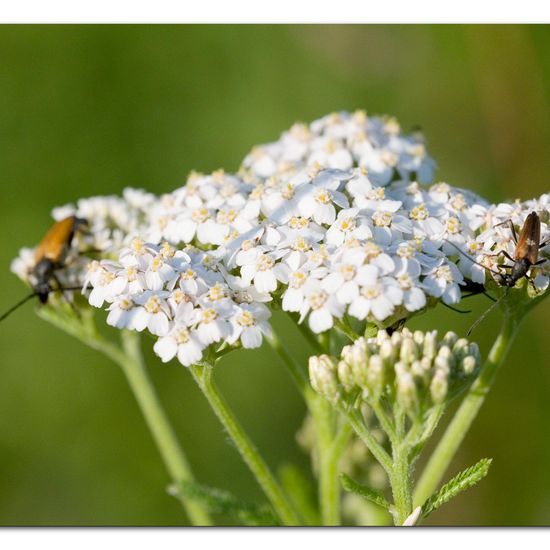 Stenurella melanura: Animal in habitat Natural Meadow in the NatureSpots App