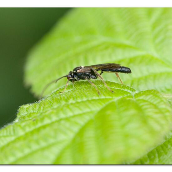 Ichneumoninae: Tier im Habitat Naturnahe Wiese in der NatureSpots App