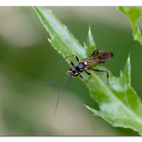 Ichneumoninae: Tier im Habitat Naturnahe Wiese in der NatureSpots App