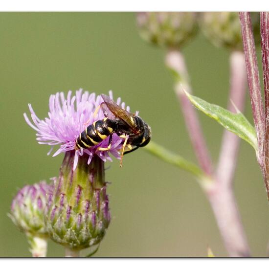 Bienenwolf: Tier im Habitat Naturnahe Wiese in der NatureSpots App