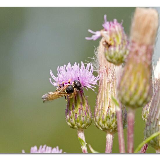 Bienenwolf: Tier im Habitat Naturnahe Wiese in der NatureSpots App