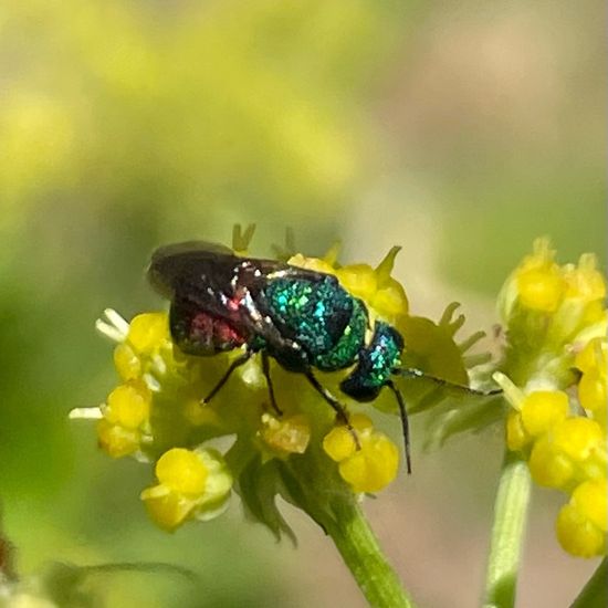 Chrysididae: Animal in habitat Garden in the NatureSpots App