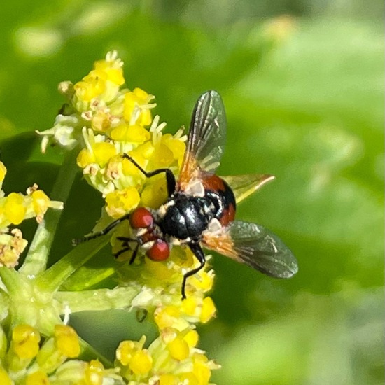 Tachinidae: Animal in habitat Garden in the NatureSpots App