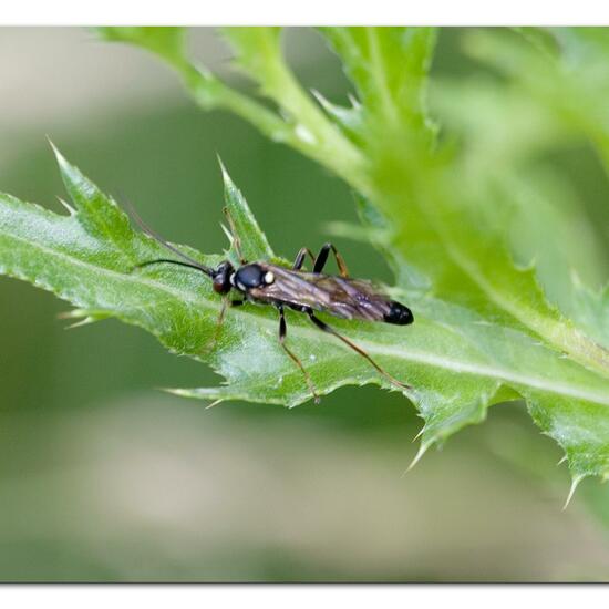 Ichneumoninae: Tier im Habitat Naturnahe Wiese in der NatureSpots App