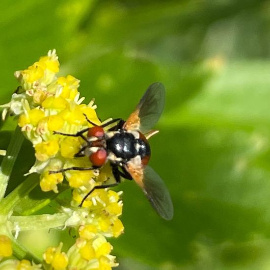 Tachinidae: Animal in habitat Garden in the NatureSpots App