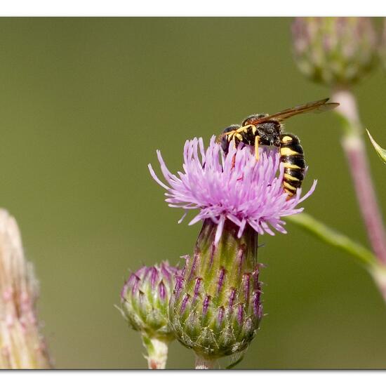 Bienenwolf: Tier im Habitat Naturnahe Wiese in der NatureSpots App