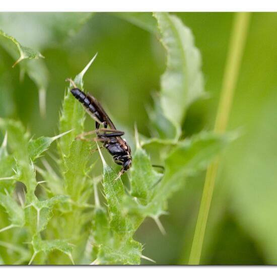 Ichneumoninae: Tier im Habitat Naturnahe Wiese in der NatureSpots App