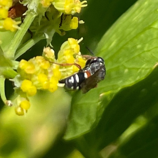 Maskenbienen: Tier im Habitat Garten in der NatureSpots App