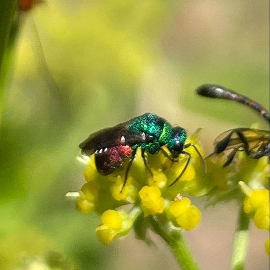 Chrysididae: Animal in habitat Garden in the NatureSpots App