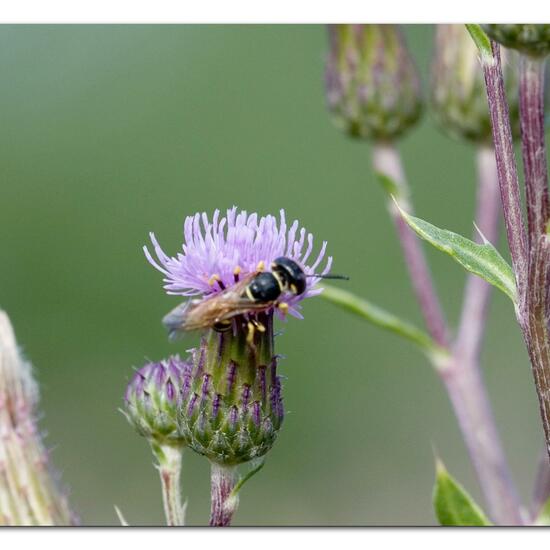 Bienenwolf: Tier im Habitat Naturnahe Wiese in der NatureSpots App