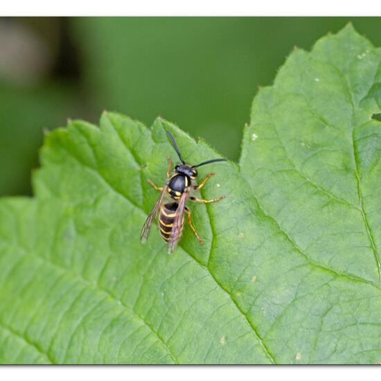 Gemeine Wespe: Tier in der Natur in der NatureSpots App