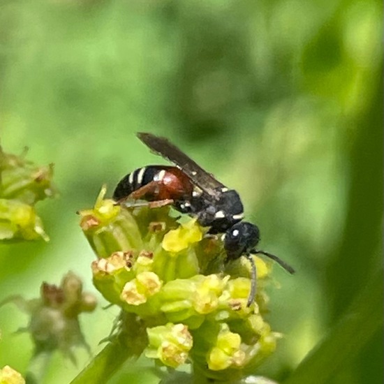 Nysson maculosus: Tier im Habitat Garten in der NatureSpots App