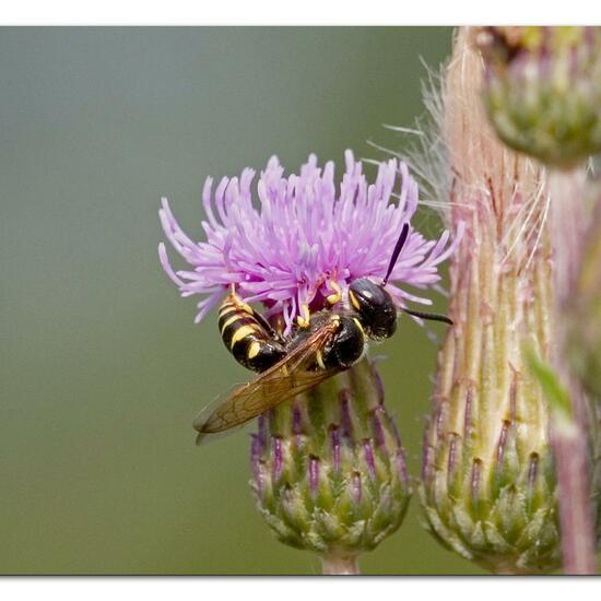 Bienenwolf: Tier im Habitat Naturnahe Wiese in der NatureSpots App