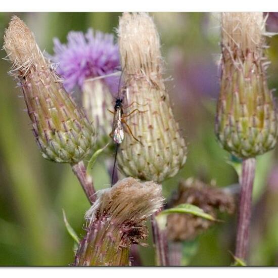 Ichneumoninae: Tier im Habitat Naturnahe Wiese in der NatureSpots App