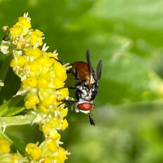 Tachinidae: Animal in habitat Garden in the NatureSpots App