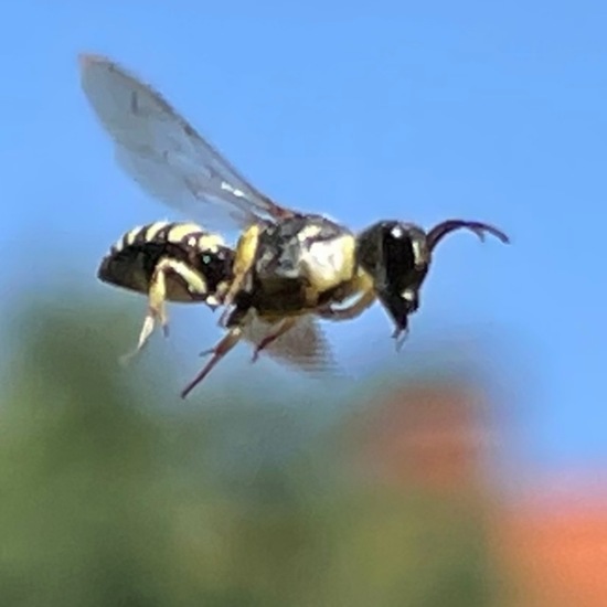 Crabronidae: Tier im Habitat Garten in der NatureSpots App