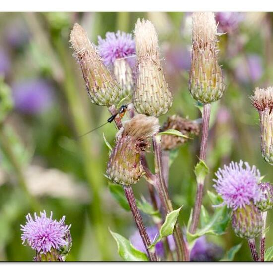 Ichneumoninae: Tier im Habitat Naturnahe Wiese in der NatureSpots App