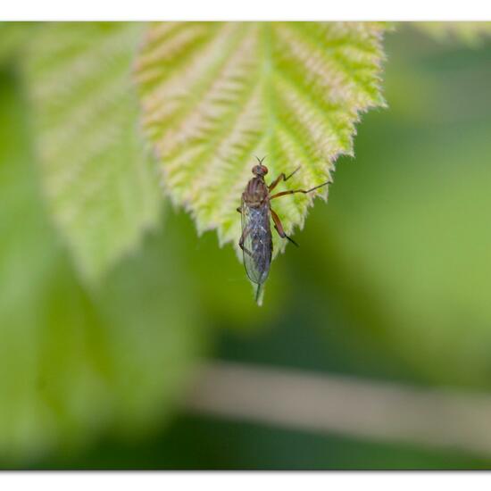 Empis livida: Animal in habitat Natural Meadow in the NatureSpots App