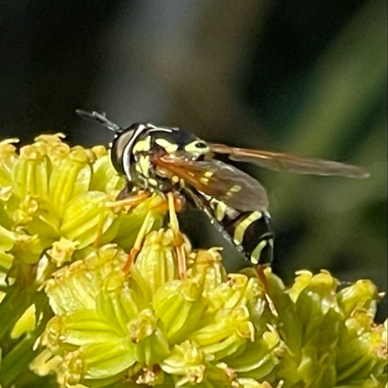 Chrysotoxum festivum: Tier im Habitat Garten in der NatureSpots App