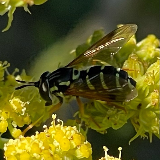 Chrysotoxum festivum: Tier im Habitat Garten in der NatureSpots App