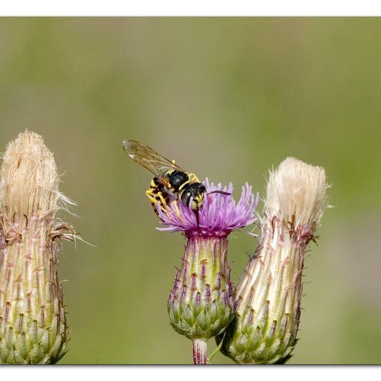 European beewolf: Animal in habitat Natural Meadow in the NatureSpots App