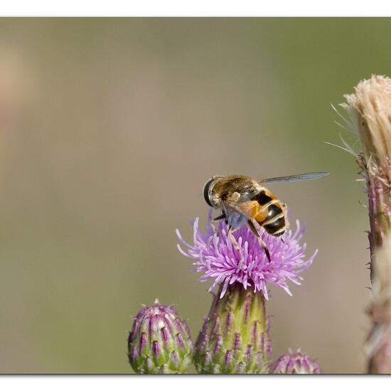 Eristalis arbustorum: Animal in habitat Natural Meadow in the NatureSpots App