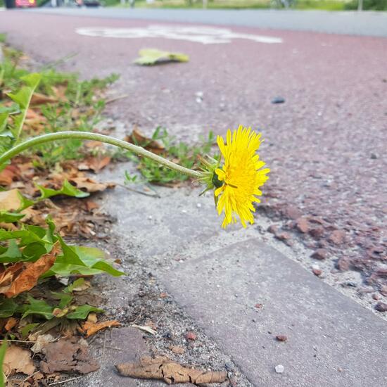 Taraxacum sect. Ruderalia: Plant in habitat Road or Transportation in the NatureSpots App