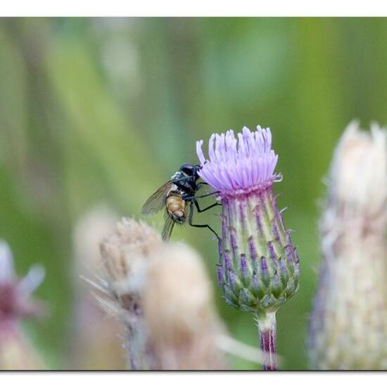 Brachyceraea: Tier im Habitat Naturnahe Wiese in der NatureSpots App