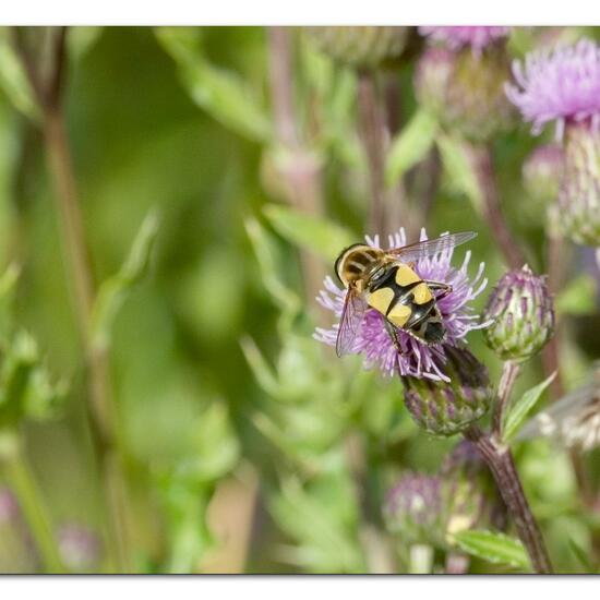 Große Sumpfschwebfliege: Tier im Habitat Naturnahe Wiese in der NatureSpots App