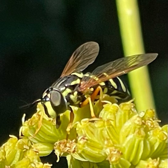 Chrysotoxum festivum: Tier im Habitat Garten in der NatureSpots App