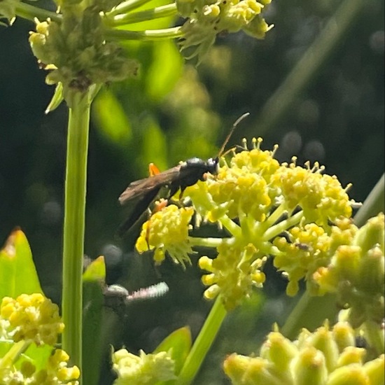 Schwarze Schlupfwespe: Tier im Habitat Garten in der NatureSpots App